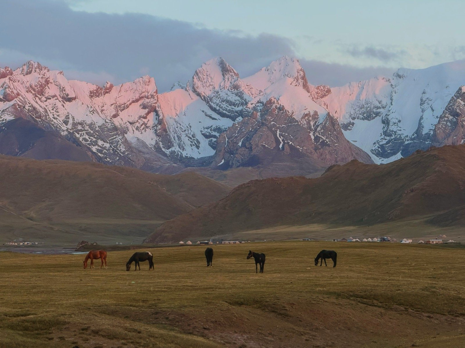 Horses grazing on a high pasture below snow peaks lit pink at sunset